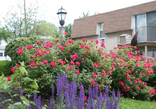 宾夕法尼亚州诺里斯敦450套出租的绿色bbin外，开着粉红色和紫色花朵的花园